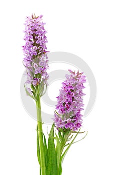 Orchis wildflowers photo