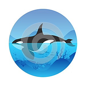 Orcinus orca and reefs in ocean. World Ocean Day.