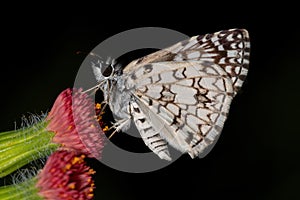 Orcus Checkered Skipper photo