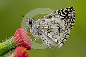 Orcus Checkered Skipper photo