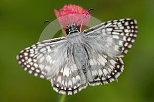 Orcus Checkered Skipper