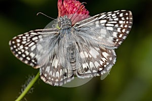 Orcus Checkered Skipper photo