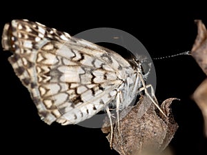 Orcus Checkered-Skipper photo