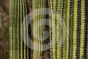 Orderly Spines Of Saguaro Cactus Close Up