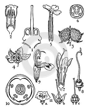 Orders of Boraginaceae, Verbenaceae, Labiatae, and Nolanaceae vintage illustration