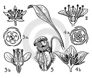 Orders of Crassulaceae, Saxifragaceae, and Cephalotaceae vintage illustration