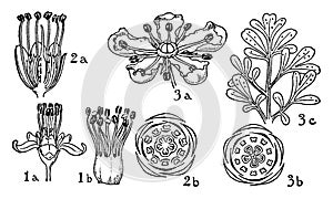 Orders of Erythroxylaceae, Zygophyllaceae, and Rutaceae vintage illustration