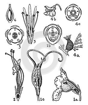 Orders of Martyniaceae, Gesneriaceae, Lentibulariaceae, and Globulariaceae vintage illustration photo