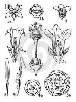 Orders of Oleaceae, Loganiaceae, Gentianaceae, and Apocynaceae vintage illustration