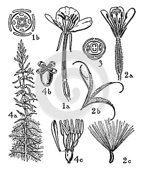 Orders of Onagraceae and Haloragidaceae vintage illustration