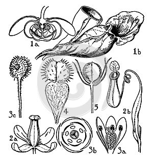 Orders of Sarraceniaceae, Nepenthaceae, and Droseraceae vintage illustration photo