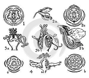 Orders, Tremandraceae, Polygalaceae, Euphorbiaceae, Platytheca, polygala, euphorbia, croton vintage illustration photo