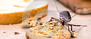Ordinary American cockroach, walking on table with scraps of food, feeding on crumbs. Concept of lack of hygiene at home, need for