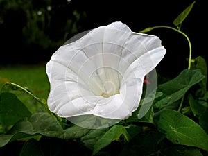 Ordinary bindweed with flower