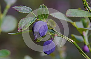 Ordinary blueberries are delicious and healthy