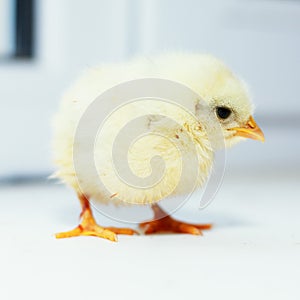 Ordinary chick photo