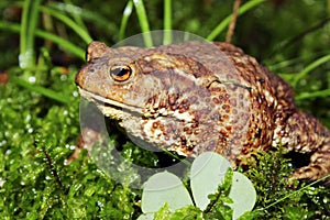 ordinary, common toad sitting on green moss in the forest in summer, Russia