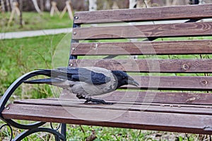 An ordinary crow eats something on a bench in a public park.