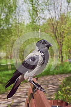 An ordinary crow eats something on a bench in a public park.