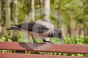 An ordinary crow eats something on a bench in a public park.