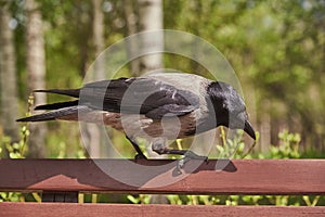 An ordinary crow eats something on a bench in a public park.
