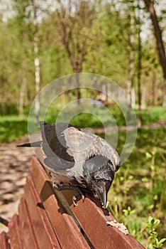 An ordinary crow eats something on a bench in a public park.