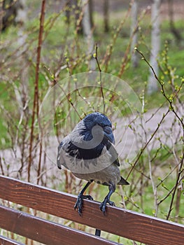 An ordinary crow sits on a bench in a public park.