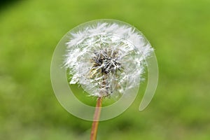 Ordinary dandelion close-up in summer on the background of grass