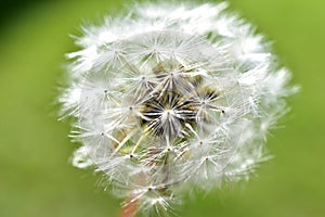 Ordinary dandelion close-up in summer on the background of grass