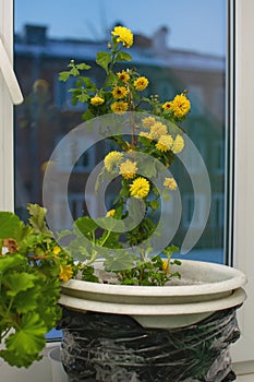 An ordinary decorative house plant with a lot of yellow flowers stands in a pot with earth on the windowsill