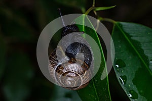 An ordinary earthen garden snail crawls on green leaves after rain, a European snail known as Cornu Aspersum.