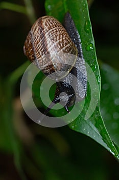 An ordinary earthen garden snail crawls on green leaves after rain, a European snail known as Cornu Aspersum.