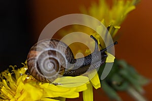 An ordinary earthen garden snail crawls over a blooming yellow dandelion flower, a European snail known as Cornu Aspersum.