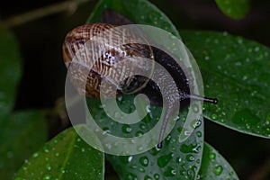 An ordinary earthen garden snail crawls over a blooming yellow dandelion flower, a European snail known as Cornu Aspersum.