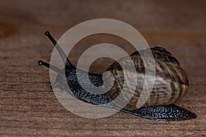 An ordinary earthen garden snail crawls on a wooden surface, a European snail known as Cornu Aspersum.