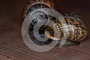 An ordinary earthen garden snail crawls on a wooden surface, a European snail known as Cornu Aspersum.