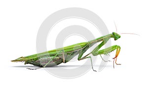 Ordinary, european mantis religiosa, isolated on white background photo