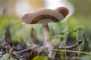 An ordinary fungus volvariella gloiocephala photographed against a light background with the slats beautifully visible in the Pr