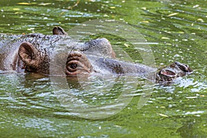 Ordinary hippopotamus in the water of the pool of the zoo aviary. The African herbivore aquatic mammals hippopotamus spends most