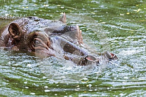 Ordinary hippopotamus in the water of the pool of the zoo aviary. The African herbivore aquatic mammals hippopotamus spends most