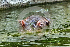 Ordinary hippopotamus in the water of the pool of the zoo aviary. The African herbivore aquatic mammals hippopotamus spends most