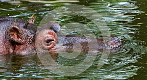 Ordinary hippopotamus in the water of the pool of the zoo aviary. The African herbivore aquatic mammals hippopotamus spends most