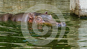 Ordinary hippopotamus in the water of the pool of the zoo aviary. The African herbivore aquatic mammals hippopotamus spends most