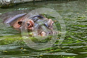 Ordinary hippopotamus in the water of the pool of the zoo aviary. The African herbivore aquatic mammals hippopotamus spends most