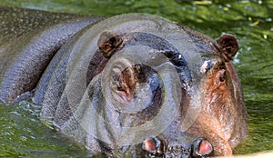 Ordinary hippopotamus in the water of the pool of the zoo aviary. The African herbivore aquatic mammals hippopotamus spends most