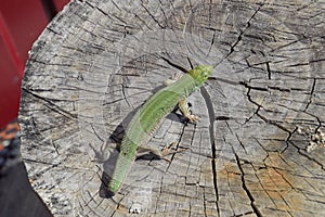 An ordinary quick green lizard. Lizard on the cut of a tree stump. Sand lizard, lacertid lizard