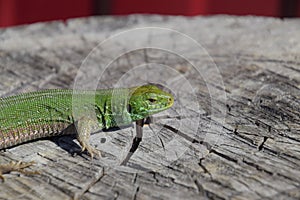 An ordinary quick green lizard. Lizard on the cut of a tree stump. Sand lizard, lacertid lizard