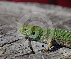 An ordinary quick green lizard. Lizard on the cut of a tree stump. Sand lizard, lacertid lizard