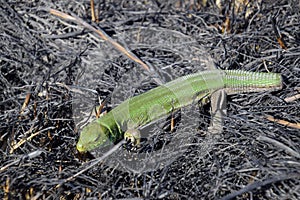 An ordinary quick green lizard. Lizard on the ground amidst ash and ash after a fire. Sand lizard, lacertid lizard