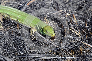 An ordinary quick green lizard. Lizard on the ground amidst ash and ash after a fire. Sand lizard, lacertid lizard
